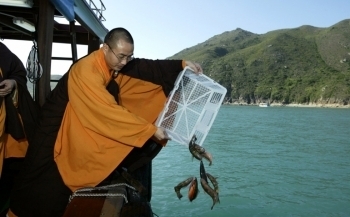Releasing fish in Hong Kong. From scmp.com