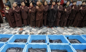 Fish prior to release, China. From globaltimes.cn