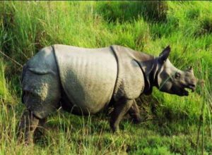 An Asian rhino. From bhutannewsnetwork.com