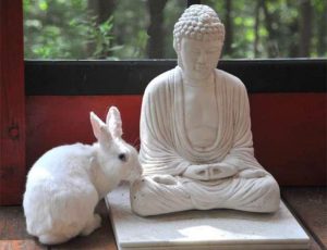 A white rabbit that appeared out of the Dharma's magic hat? From albirabbit.com