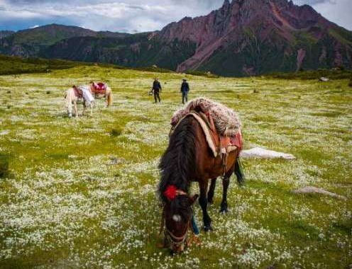Sonam Wangbo and his friend Dawa in pastures filled with edelweiss. We were on our way up to the family’s summer camp in high alpine pastures. Dahu Valley, Kham, 2017. Photo by Diane Barker