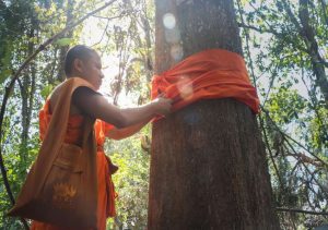 A Buddhist monk ordains a tree in a community forest in Kratie Province, Cambodia. From greatermekong.panda.org