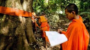 The monks bless, mark, and list the ancient trees for their protection. From rainforest-rescue.org