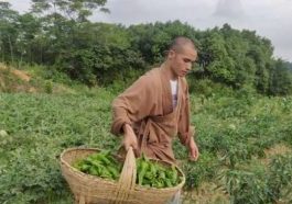 A Buddhist monk in the Lingquan Temple vegetable garden. From globaltimes.cn