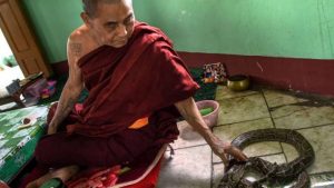 The monks and nuns of the temple take care of the snakes. From scmp.com