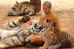 A monk plays with a tiger at Wat Pha Luang Ta Bua Yanasampanno in Kanchanaburi in 2015. From bangkokpost.com