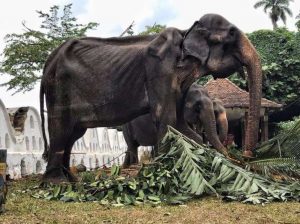 The emaciated condition of 70-year-old female elephant Tikiiri has drawn widespread criticism from animal rights advocates. From Save Elephant Foundation Facebook