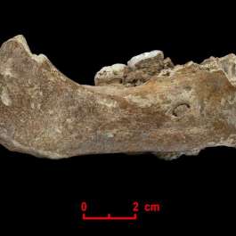 This 160,000-year-old fossilized jawbone offers new insights into the history of life on the Tibetan Plateau and across Asia. From mpg.de