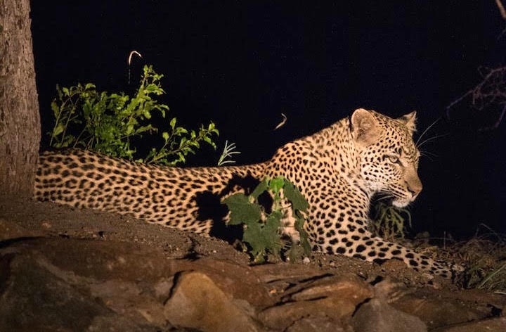 Leopard at night, Kruger National Park. Photo by Frederic Fasano