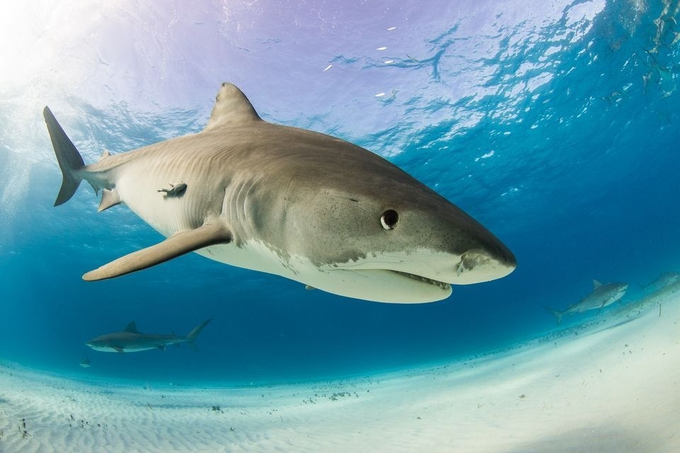 Tiger shark. From nationalgeographic.com