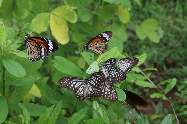 Butterflies in the garden. Image courtesy of the author
