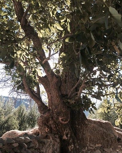 Yeshe Tsogyal’s life force tree. Photo by Ryan Hunt