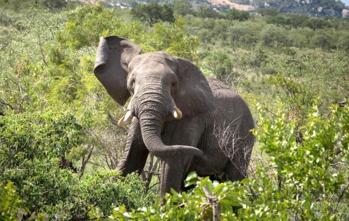 Elephant in the wild, Kruger National Park, South Africa. Photo by Frederic Fasano