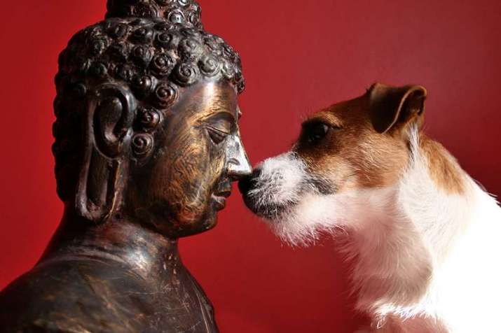 Dog meets Buddha. From jessicadavidson.co.uk