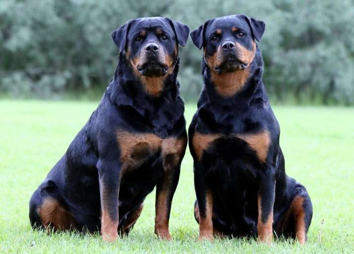 Two rottweilers. From onyxgoldrottweilers.com