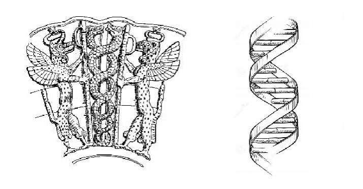 A diagram of entwined serpents, a symbol of the Sumerian god Ningishzidda, left, and a representation of the double helix of DNA, right. From wikimedia.org and dreamstime.com