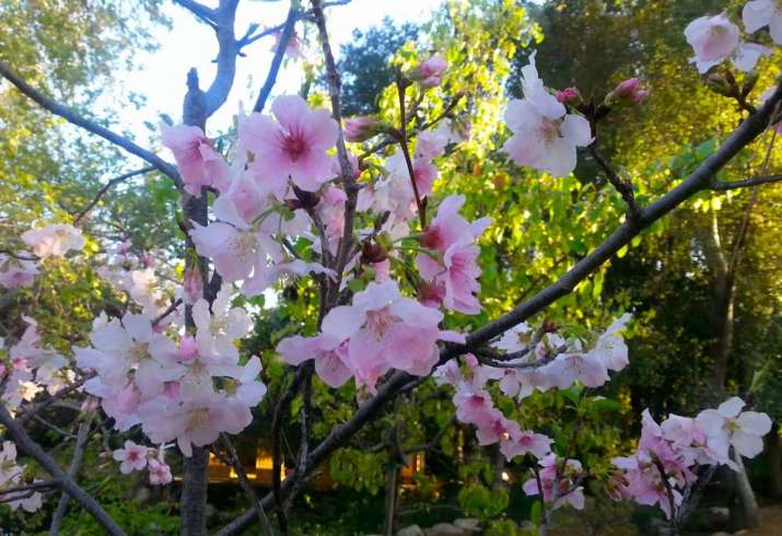 Cherry blossoms at the Storrier Stearns Japanese Garden. Image by Meher McArthur