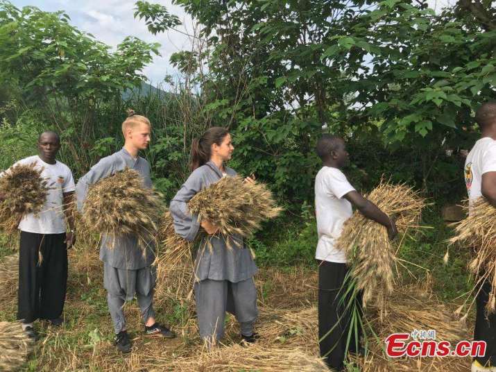 Foreign Shaolin disciples and students of the African Shaolin Kungfu class help out with the harvest. From chinadaily.com.cn