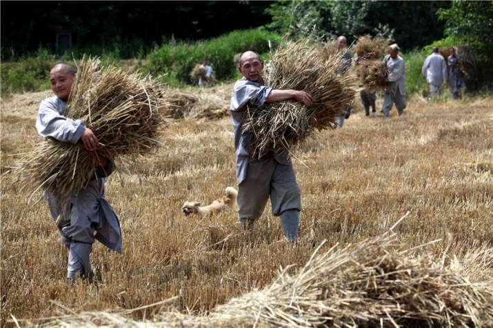 Shaolin monks collect wheat at Chan farm. From chinadaily.com.cn