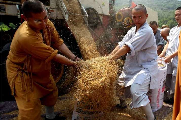 Shaolin monks engage in threshing. From chinadaily.com.cn