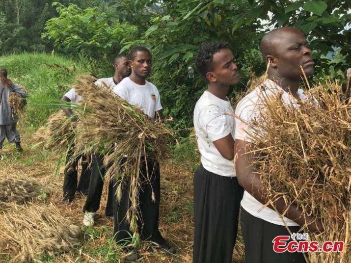 Students of the African Shaolin Kungfu class helping with the harvest. From chinadaily.com.cn