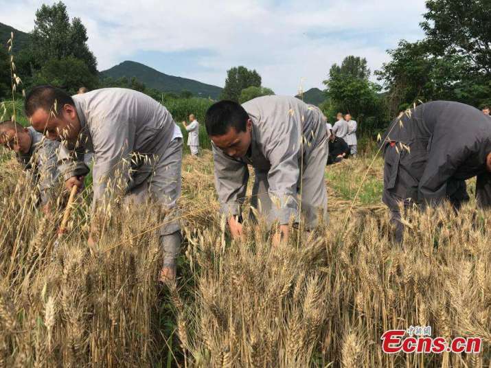 Monks cut the wheat with sickles. From chinadaily.com.cn
