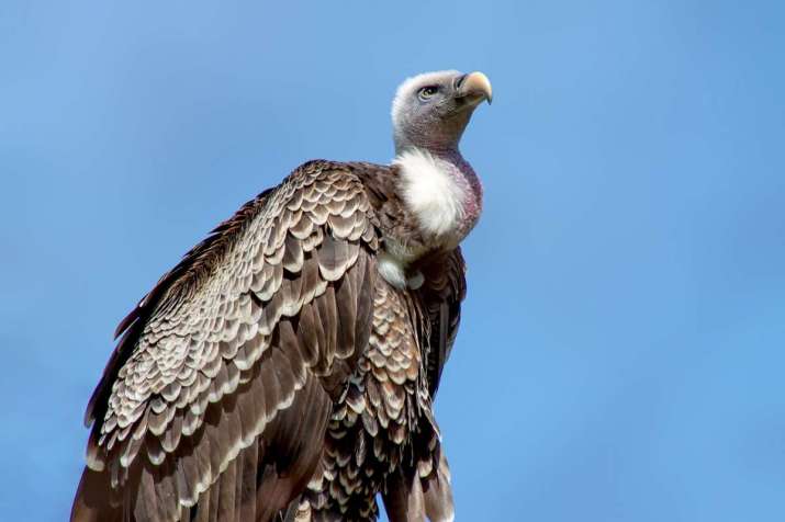 Vulture on the Tibetan plateau. From thesecondhorizon.com