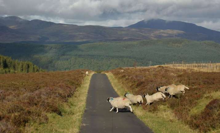 Sheep in Perthshire, Scotland. From visitdunkeld.com