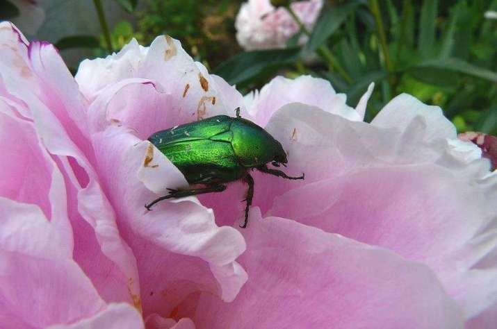 Peony with Beetle, 2011 © Lilo Lieselotte. From flickr.com
