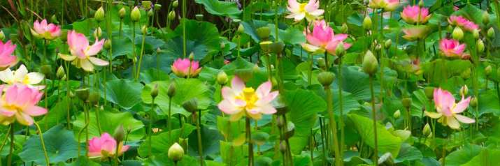 Water Garden with lotus flowers. Image courtesy of Ganna Walska Lotusland