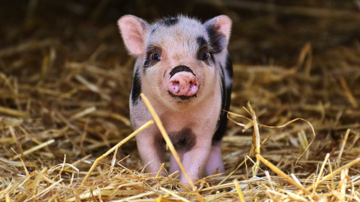 Wishing for a sustainable Year of the Pig. From peta.org