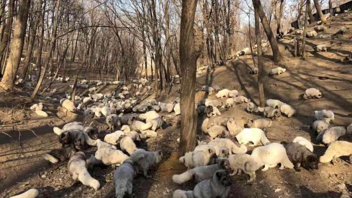 The white foxes have now been released into the Buddhist Jilin Nursing Garden in Mudanjiang. From livekindly.co