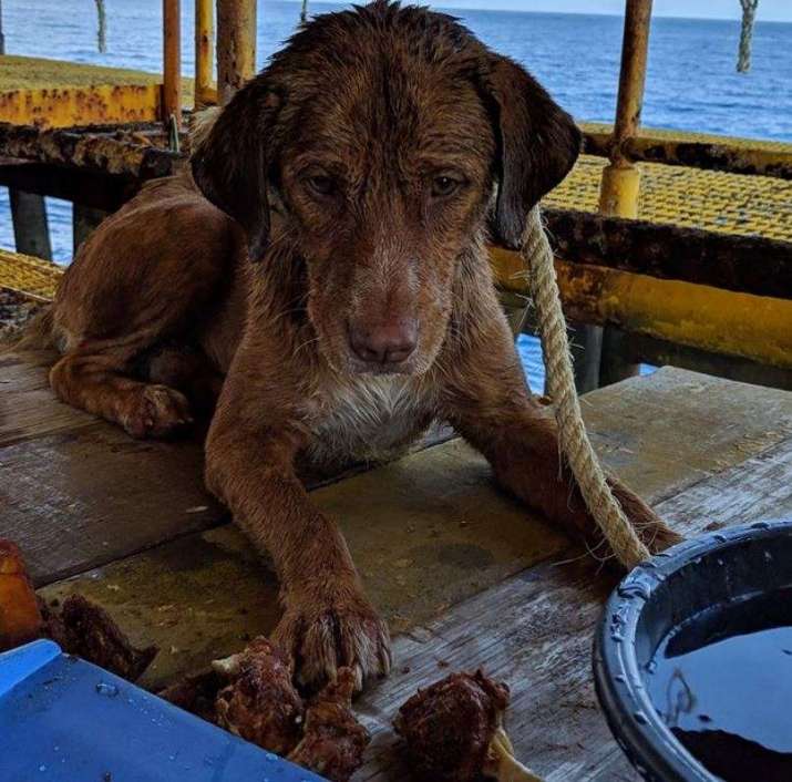 Boonrod just after his rescue, offered food to regain his strength. Image from Vitisak Payalaw on Facebook