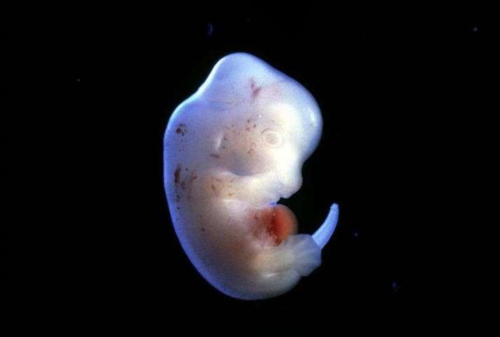 Rat embryo. From nature.com