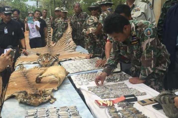 Officials examine tiger pelts and amulets seized from a monk trying to remove them from Wat Pha Luang Ta Bua Yanasampanno in 2016. From bangkokpost.com