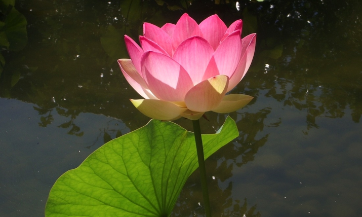 Lotus blooming in a pond. Photo by the author