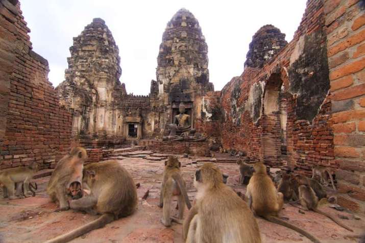 Resident macaques at the Phra Prang Sam Yod temple complex. From royalsilkholidays.com
