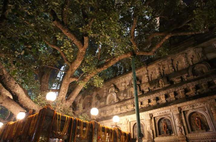 Beneath the Bodhi Tree. From lightingthemahabodhi.in