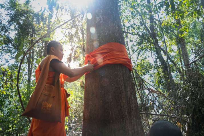 A Buddhist monk ordains a tree in a community forest in Kratie Province, Cambodia. From greatermekong.panda.org
