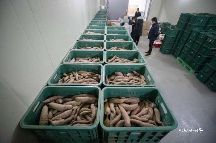 Each crate of potatoes weighs 20 kilograms. Image courtesy of Jungto Society